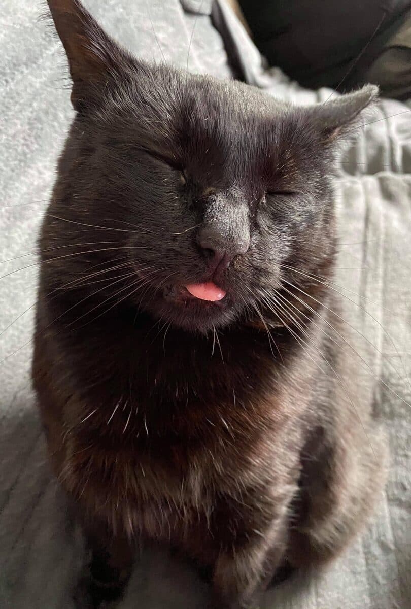 A relaxed black cat with its eyes closed and tongue poking out