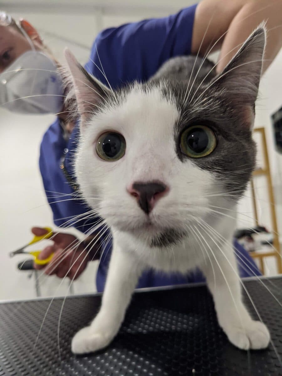 A grey and white cat standing calmly on the grooming table, looking at the camera
