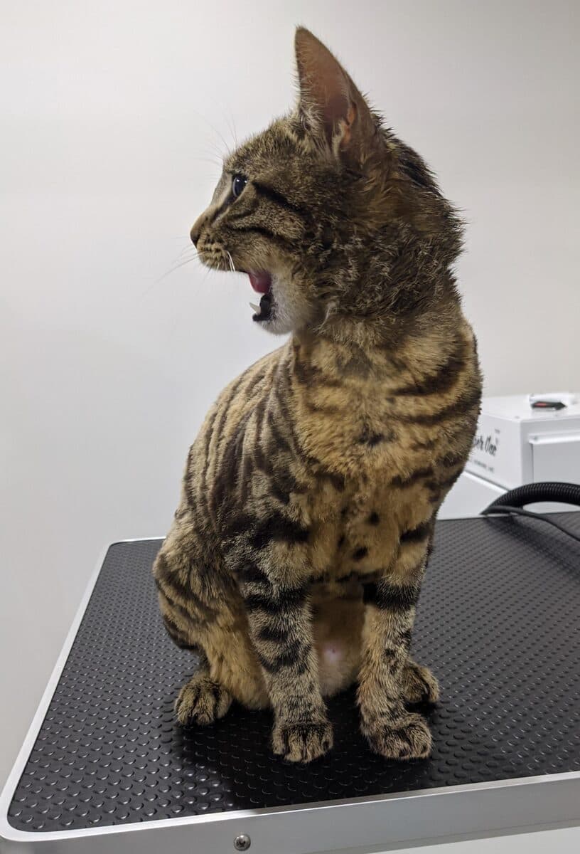 A Bengal cat on the grooming table mid-hiss - Level 3 behaviour, hissing to the room rather than at the groomer