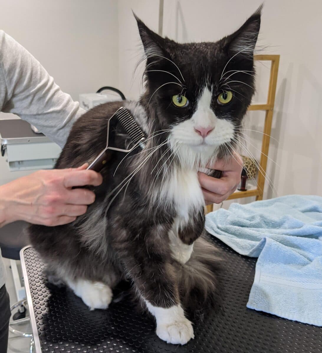 A black and white long-haired cat being combed on the grooming table