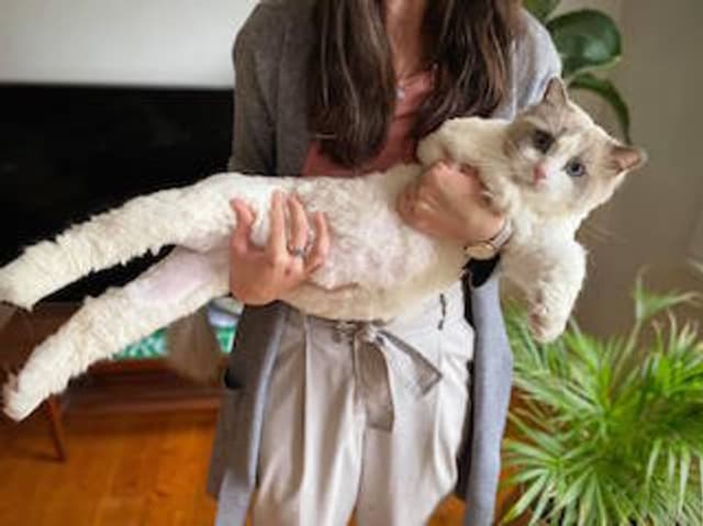 Awwww.... A picture of a cute cat being held by their owner, floppy across the human's arms. Showcasing a comb clip shave