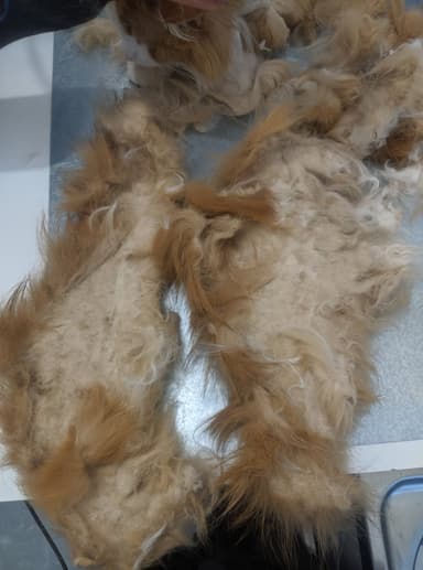 Picture of 'angel wings', the name given to particularly bad pelting. Two whole, large pieces remain intact after shaving