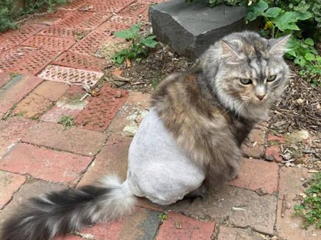 A picture of a fat Maine Coon with a bolero shave in his garden