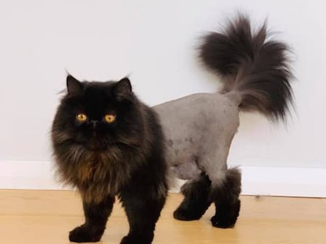 Meshki with an Asian lion cut, aka a 'bolero'. High impact photo, kind of arty if you ask me
