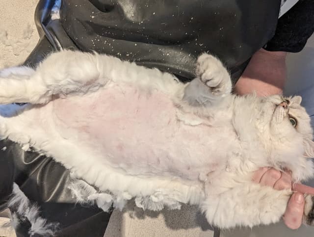 A picture of a white cat being held by Paul as he performs a belly shave