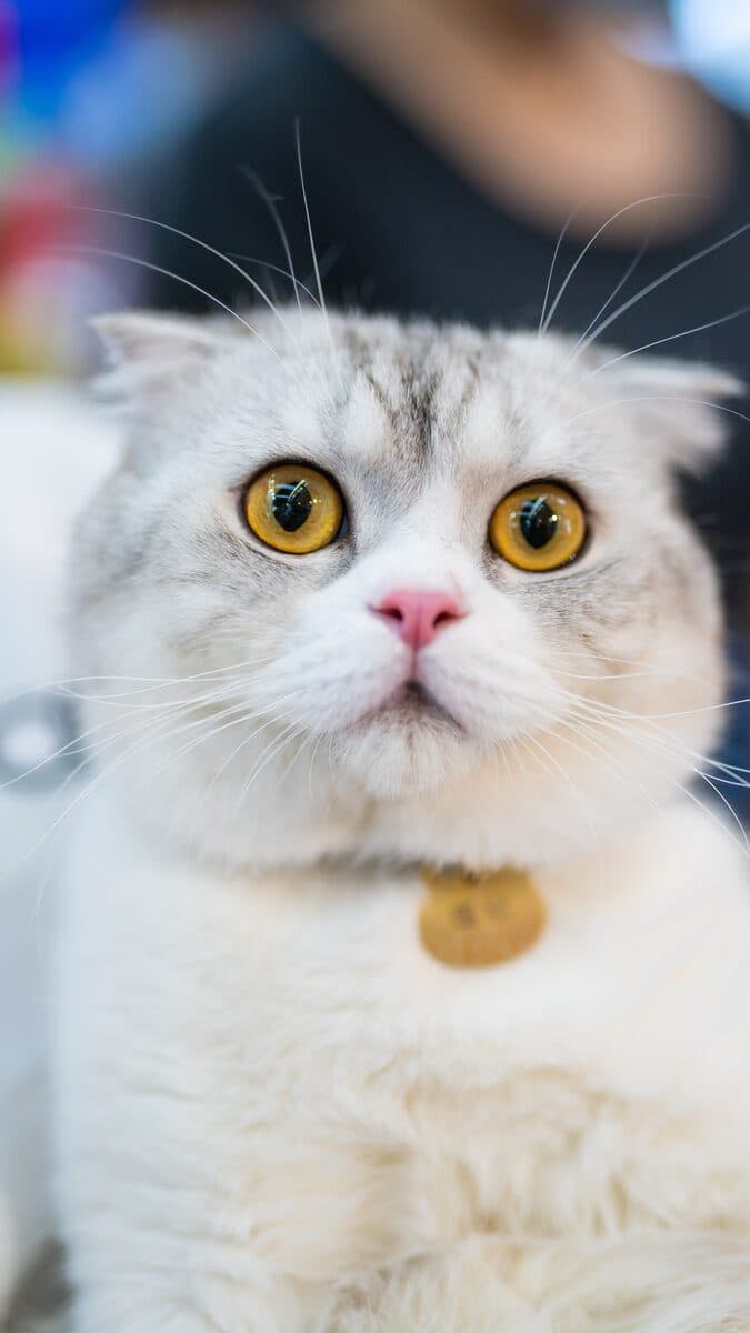 A white Scottish Fold with big orange eyes looking up