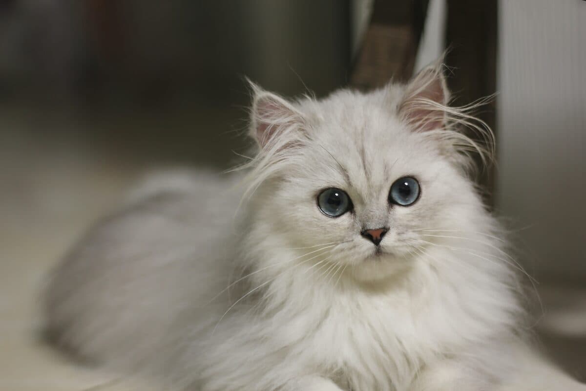 A white long-haired cat with blue eyes