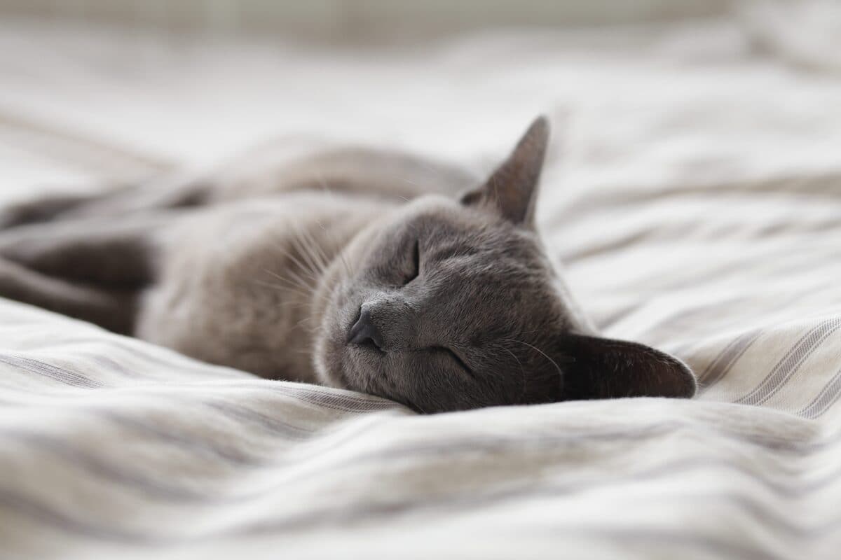 A grey cat asleep on a soft white blanket