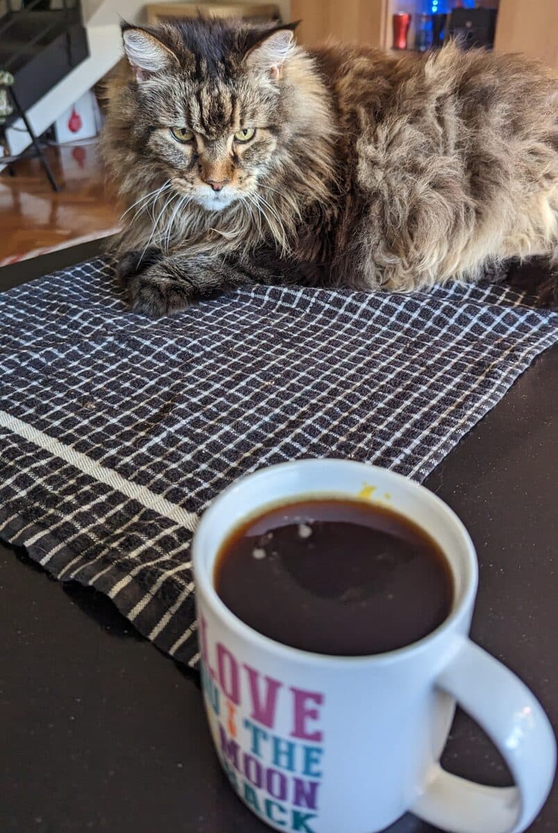 A long-haired tabby lying on a table next to a mug of coffee