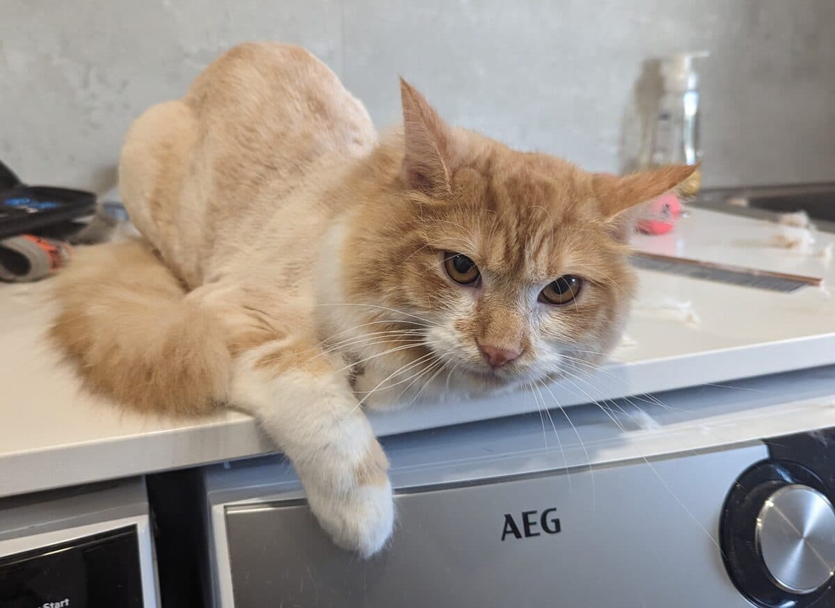 A ginger and white cat sprawled on top of a washing machine