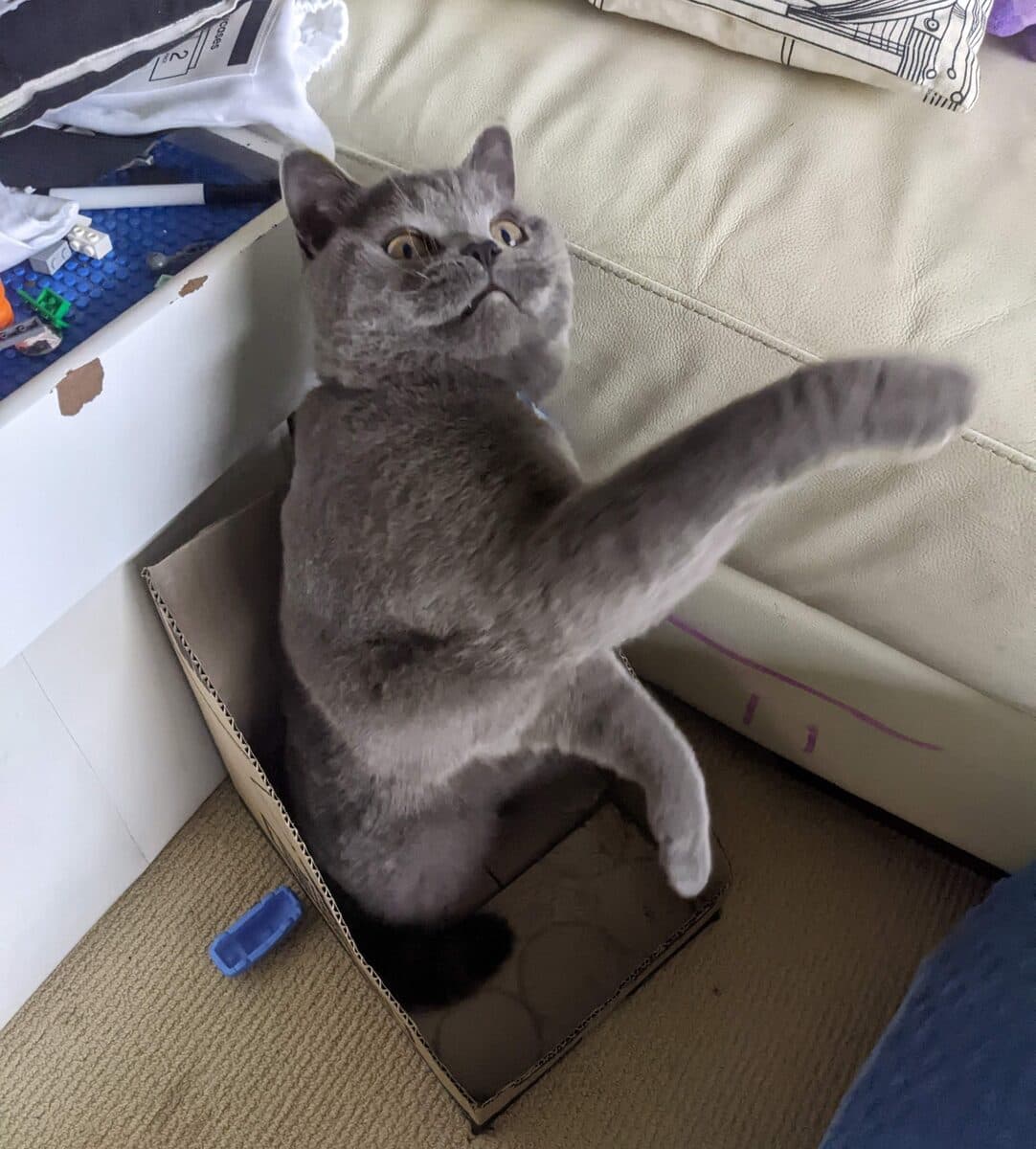 A grey British Shorthair sitting up in a cardboard box