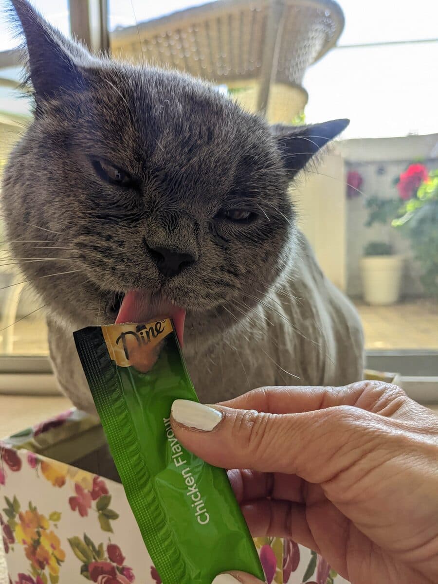 A grey cat licking a treat from its owner's hand