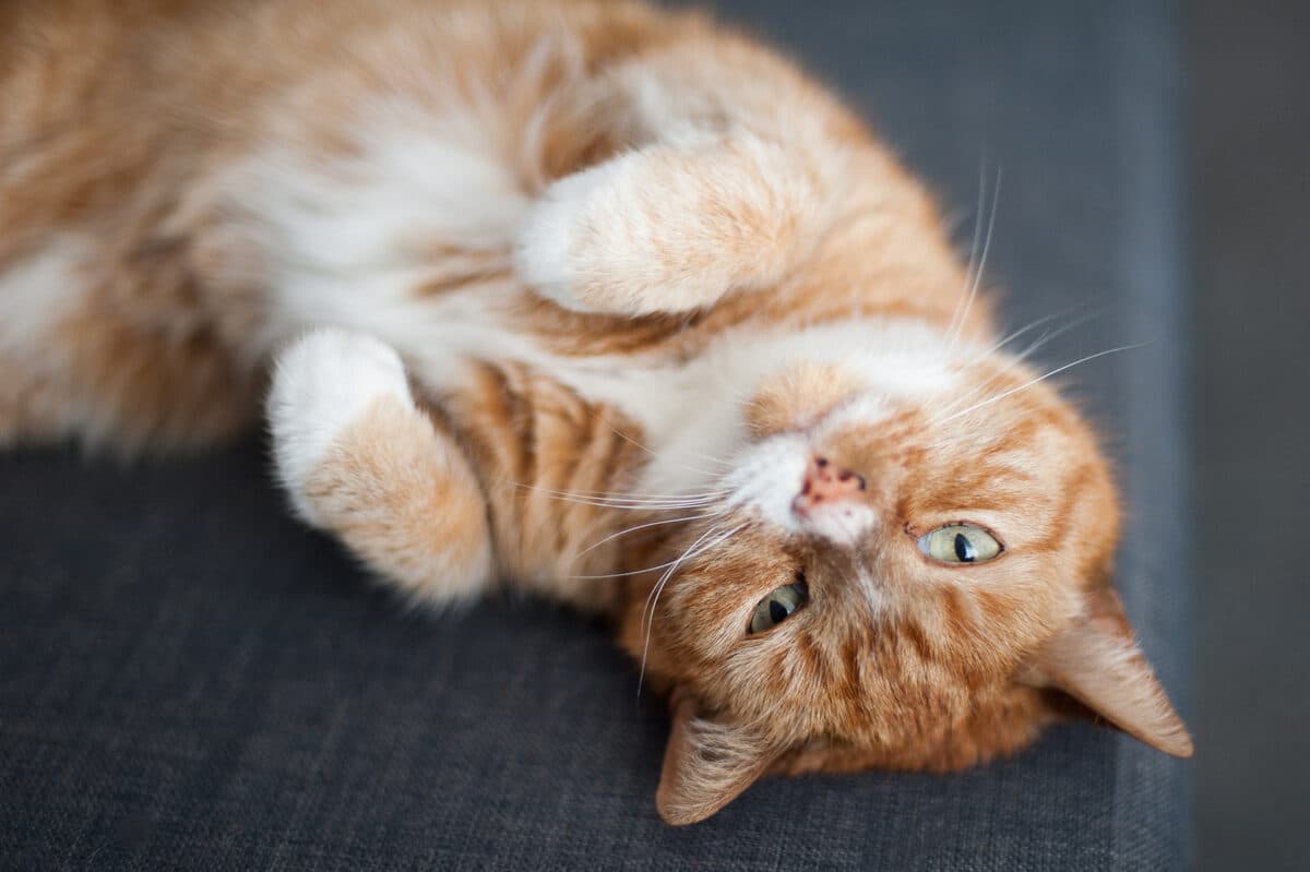 A ginger and white cat lying on its back looking up at the camera