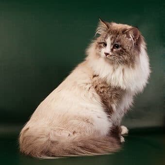 A fluffy Ragdoll cat sitting against a dark green background