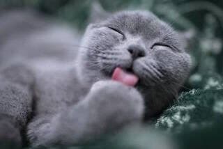 A grey cat licking its paw while grooming itself
