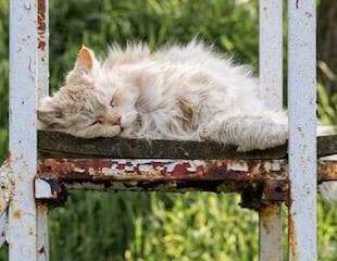 A cream long-haired cat asleep on a rusty metal bench