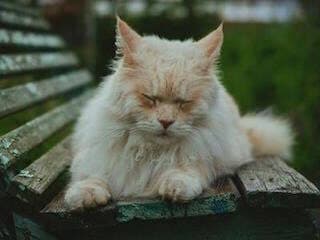 A scruffy cream long-haired cat with a matted coat sitting on a wooden bench