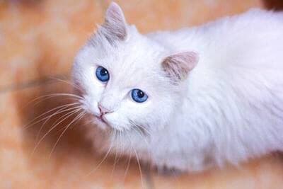 A white cat with blue eyes lying on an orange patterned floor