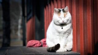 A white and ginger cat with a red collar sitting outdoors