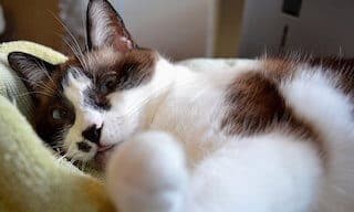 A brown and white cat curled up in a soft bed