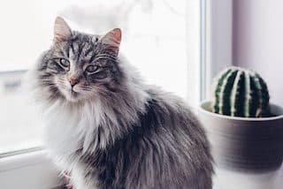 A fluffy grey tabby sitting by a window next to a cactus