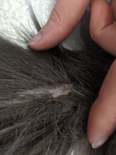 Fingers parting the fur at the base of a cat's tail to show the oily, flaky skin of stud tail