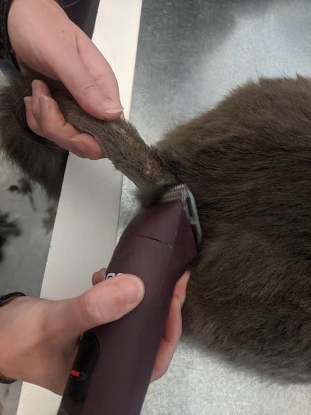 A cat's tail being shaved with clippers to expose the base of the tail