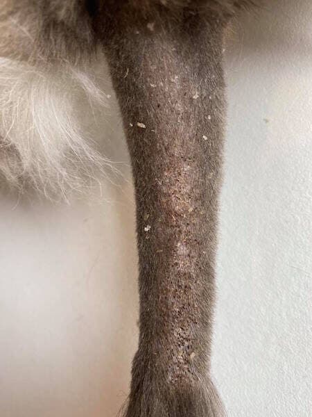 Close-up of a shaved cat tail showing the dark, greasy patch and blackheads of stud tail