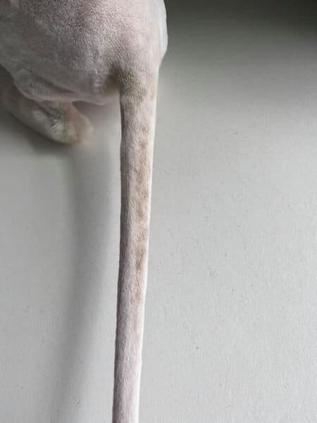 A shaved cat tail after treatment, the skin clean and clear