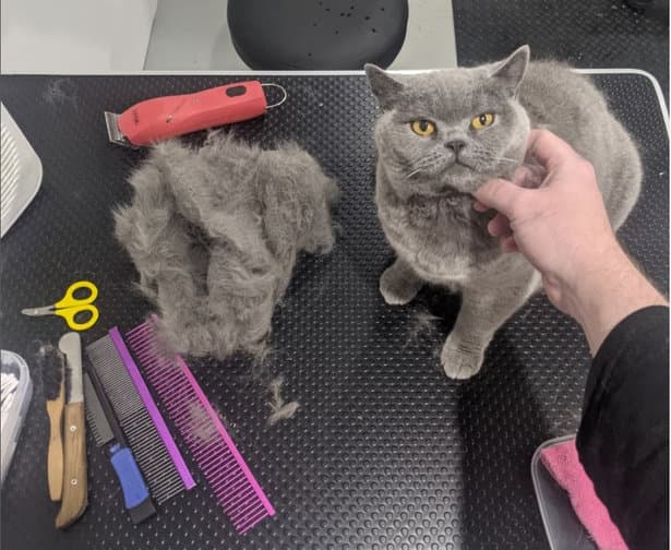 A picture of a British Shorthair sitting on a grooming table with tools and lots of dead coat