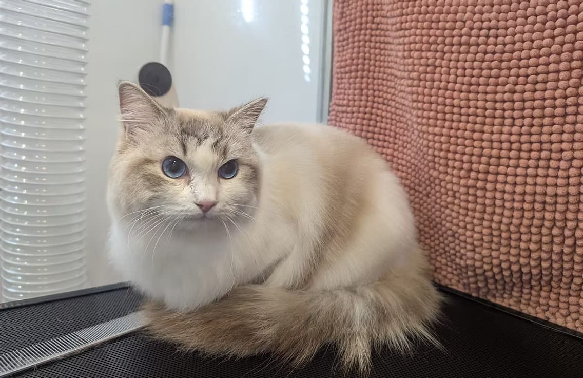 A fluffy cream and grey long-haired cat sitting on the grooming table after a full coat groom at Purrf Cat Grooming, Stirling
