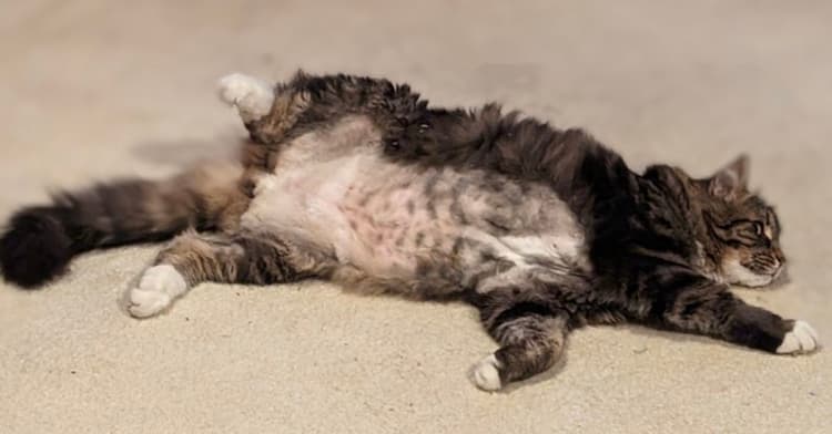 Joey, a domestic long haired cat, lounging on his carpet at home, showing off his belly shave