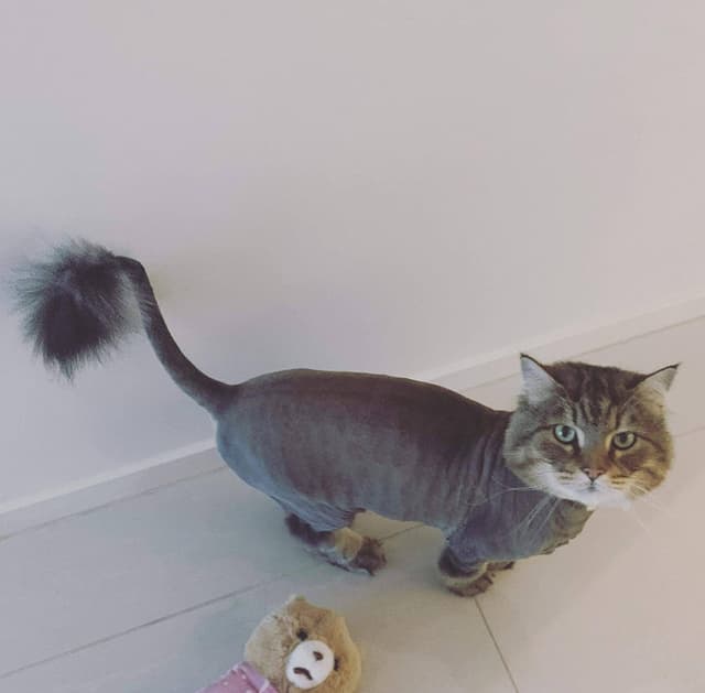 A picture of a lion shave on a domestic tabby, in this image, most of the tail has been shaved