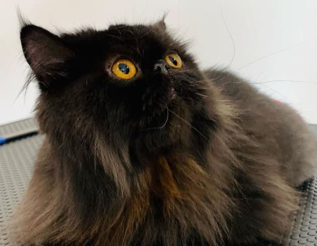 Meshki, a beautiful Persian looking up and away from the camera