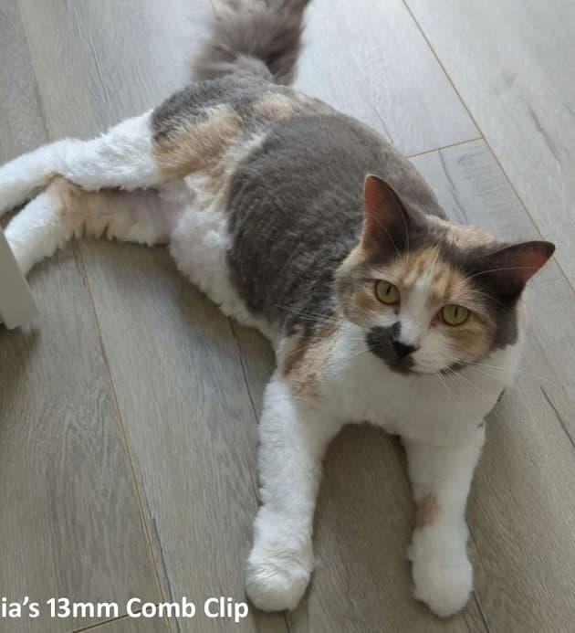 Mia, a calico girl with a comb clip
