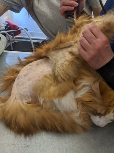 A picture of a cat in the middle of shaving