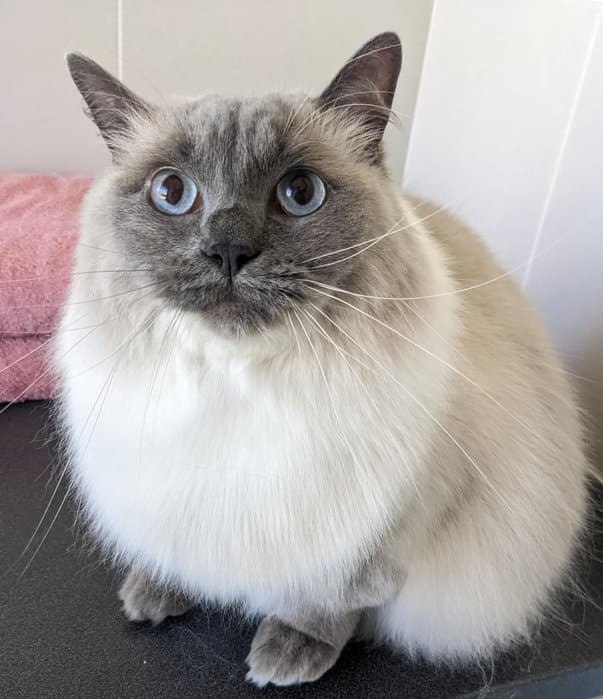 Picture of a gorgeous Ragdoll