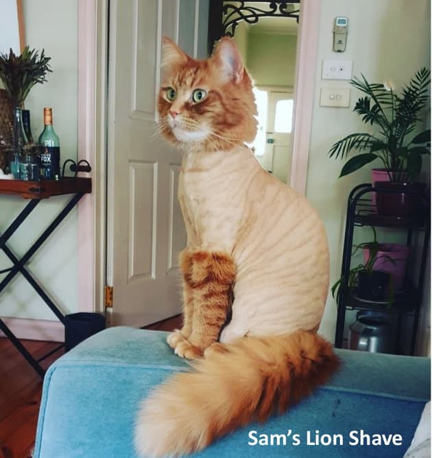 Sam, a ginger long haired cat with a lion shave