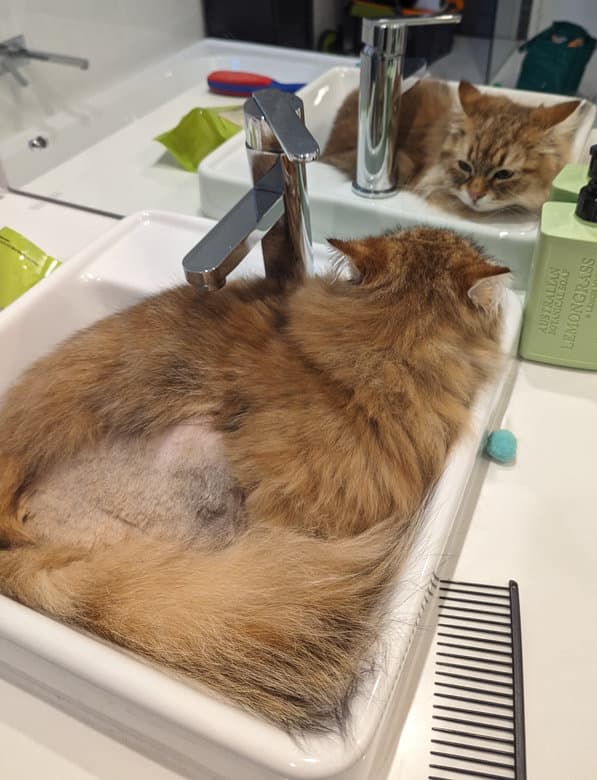 A picture of a cat sitting in the bathroom sink. You can see a bit of his leg has been shaved